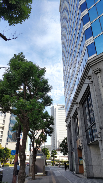 右手に高層ビル、左手には街路樹。その隙間に空きの高い空が広がっている写真です。